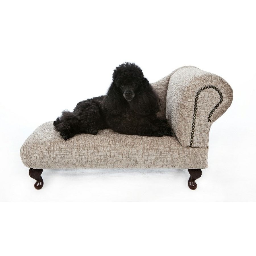 Featured Photo of 2024 Popular Dog Chaise Lounges