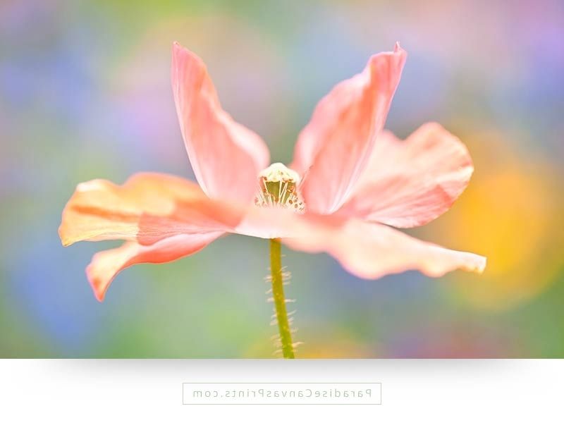Best And Newest Pink Flower Wall Art Within Pink Poppy Flower On Colorful Backdrop – Canvas Print – Paradise (View 13 of 15)