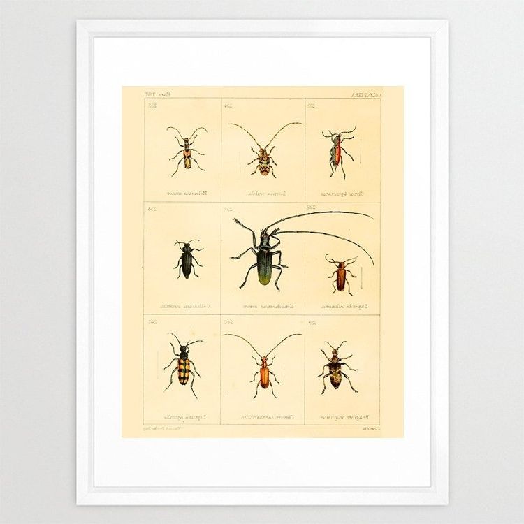 Featured Photo of The 15 Best Collection of Insect Wall Art