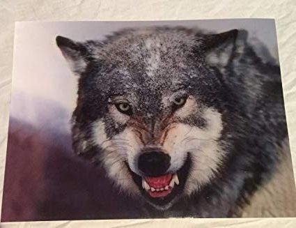 Most Recent Wolf 3d Wall Art With Amazon: 3d Wall Art – Wild Wolf – 3d Lithographic Print (Photo 11 of 15)