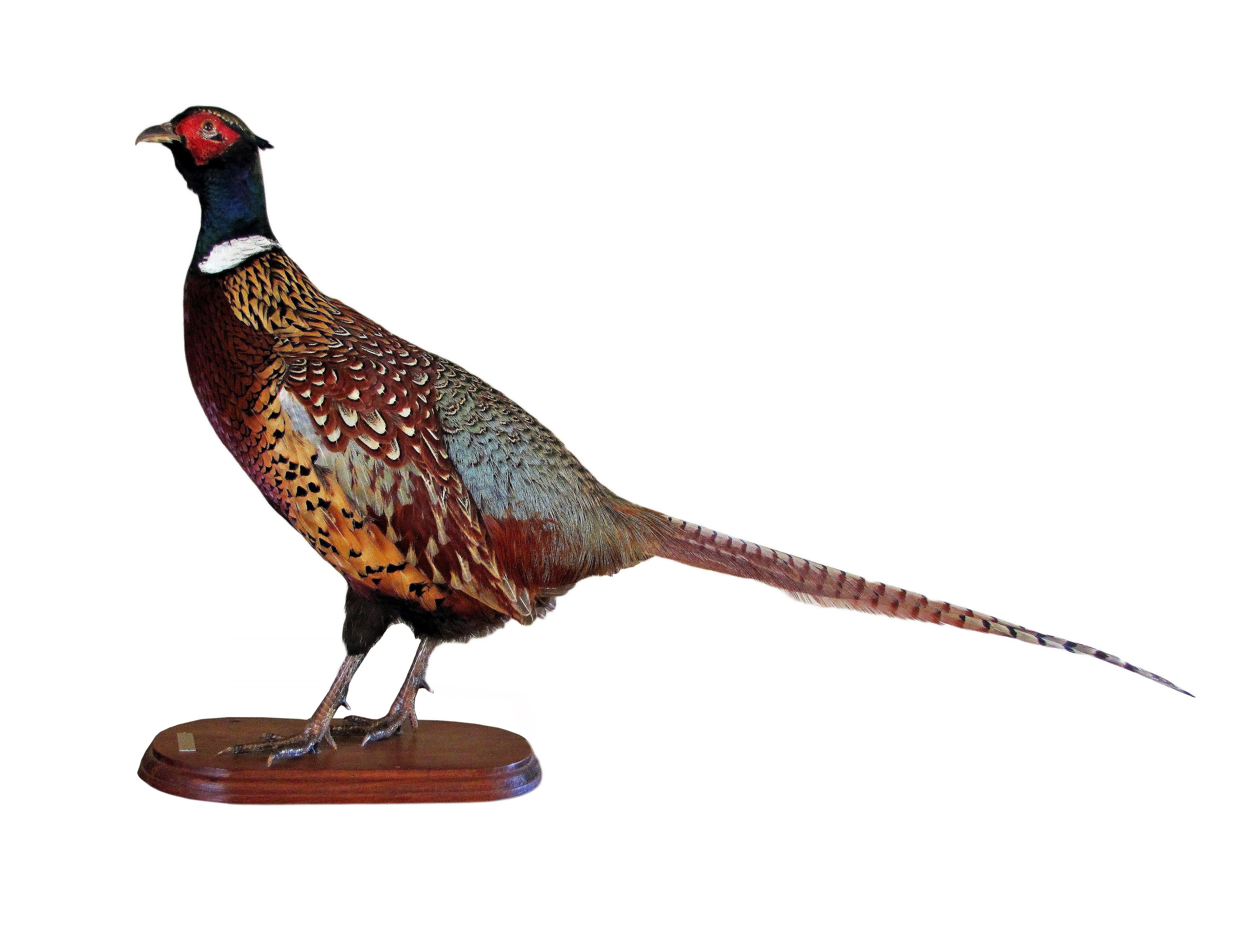 Favorite Dining Table Or Taxidermist?colin Partridge (View 16 of 25)