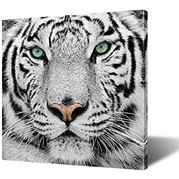 Amazon: White Tiger Canvas Wall Art, Canvas Art Work For Well Liked Tiger Wall Art (View 3 of 15)