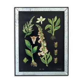 Fashionable Botanical Print In Antiqued Mirrored Frame Item 3136 In Colorful Framed Art Prints (View 6 of 15)
