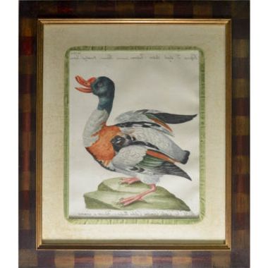 Newest Italy Framed Art Prints Throughout Natural History Art, Birds, Manetti, Ducks, Italian (View 4 of 15)