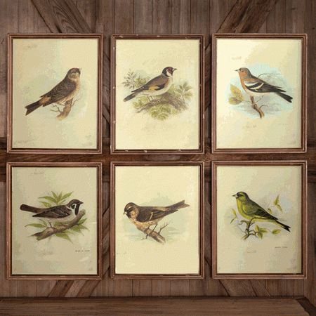 Sunshine Framed Art Prints With Regard To 2017 Park Hill Collection Vintage Bird Prints (Set 6) – Hx (View 7 of 15)