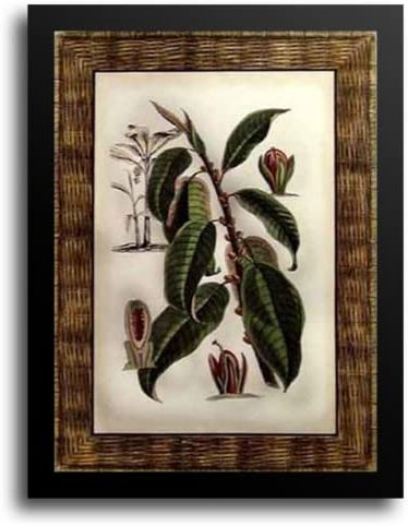 Tropical Framed Art Prints Throughout 2018 Amazon: Tropical Fruit I 17X21 Framed Art Print (View 2 of 15)