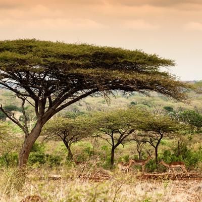 2017 Acacia Tree Wall Art Intended For 'Awesome South Africa Collection Square – Umbrella Acacia Tree At (View 7 of 15)