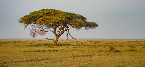 Acacia Tree Wall Art Regarding Preferred Flat Topped Acacia Tree In The Amboseli National Park (View 11 of 15)