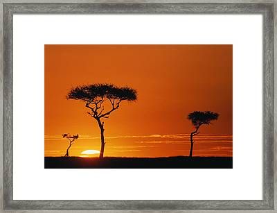 Acacia Tree Wall Art Within 2018 Acacia Trees Silhouetted In Orange Sunset, Kenya Photographmanoj Shah (View 2 of 15)