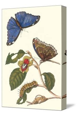 Blue Morpho Wall Art Regarding Preferred Epiphytic Climbing Plant With A Peleides Blue Morpho Butterfly And A (View 2 of 15)