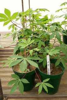 Cassava Plants In Screeni… (View 1 of 15)