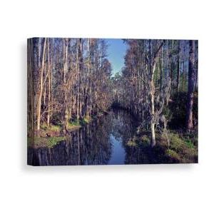 Cypress Wall Art Pertaining To Current Cypress Wall. Blue Cypress Lake (View 2 of 15)