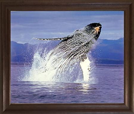 Fashionable Humpback Whale Wall Art In Amazon: Impact Posters Gallery Framed Wall Decoration Humpback Sea (View 10 of 15)