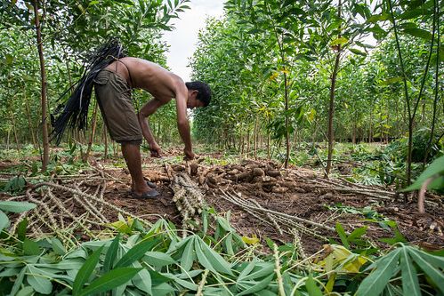 Harvesting Improved Cassava Var… (View 10 of 15)