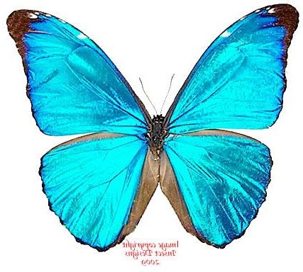 Morpho Butterfly, Butterfly Coloring Page (View 15 of 15)