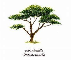 Most Current Image Result For African Tree Stencil (View 10 of 15)