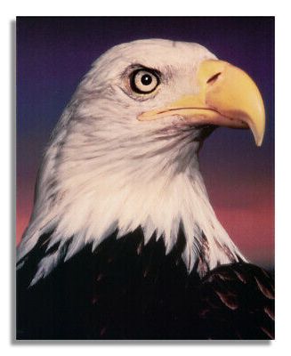 Most Recent Eagle Wall Art Throughout American Bald Eagle Bird Close Up Head Shot Wall Picture 8x10 Art Print (View 13 of 15)