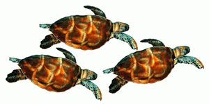 Most Up To Date Turtles Wall Art Inside Sea Turtle Wall Art, Frog And Gecko Wall Art (View 14 of 15)