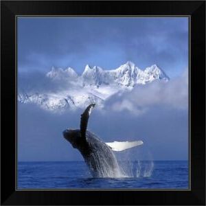 Popular Humpback Whale Wall Art For Humpback Whale Breaches In Clearing Fog Black Framed Wall Art Print (View 4 of 15)