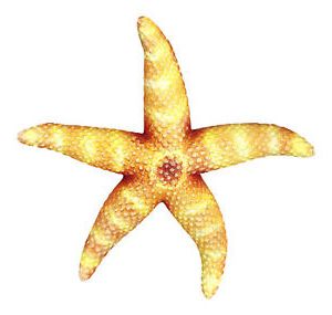 Starfish Wall Art Regarding Well Known Sea Star Yellow Starfish Wall Decor 9 Inch Resin Plaque (View 8 of 15)