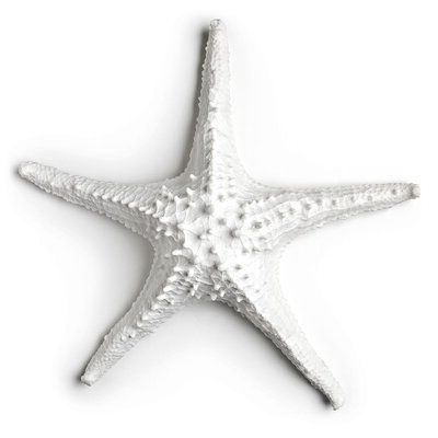 Starfish Wall Art Within Popular Highland Dunes Nunn 3d Starfish Decoration In White, Size 14" H X 14" W (View 9 of 15)