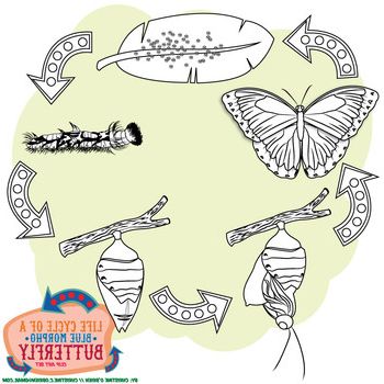 Trendy Blue Morpho Wall Art Regarding Life Cycle Of A (Blue Morpho) Butterfly Clip Art Set (View 10 of 15)