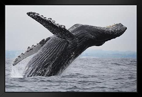Well Known Humpback Whale Wall Art For Amazon: Humpback Whale Breaching Photo Black Wood Framed Art Poster (View 15 of 15)