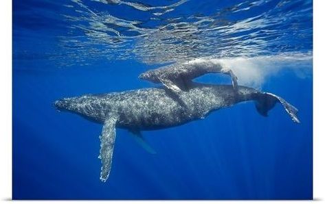 Well Known Poster Print Wall Art Entitled A Mother And Calf Pair Of Humpback Within Humpback Whale Wall Art (View 7 of 15)