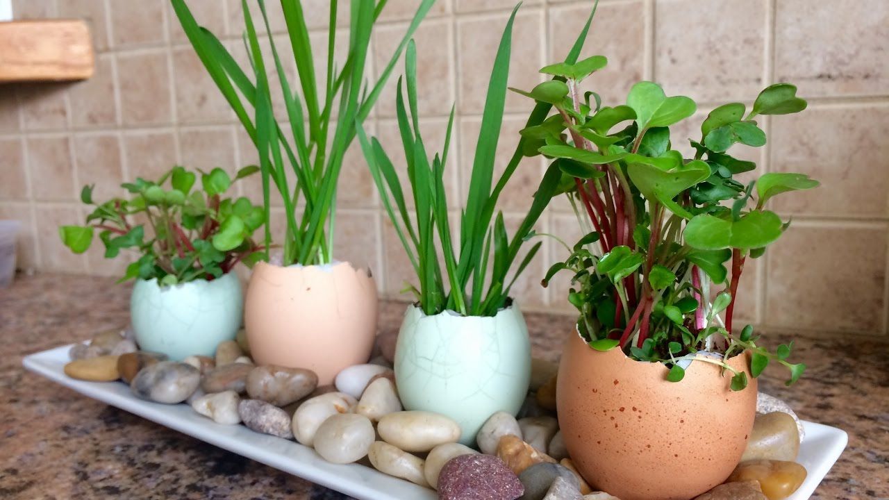Eggshell Planters Gardening With Kids! – Youtube Regarding Trendy Eggshell Plant Stands (View 8 of 15)