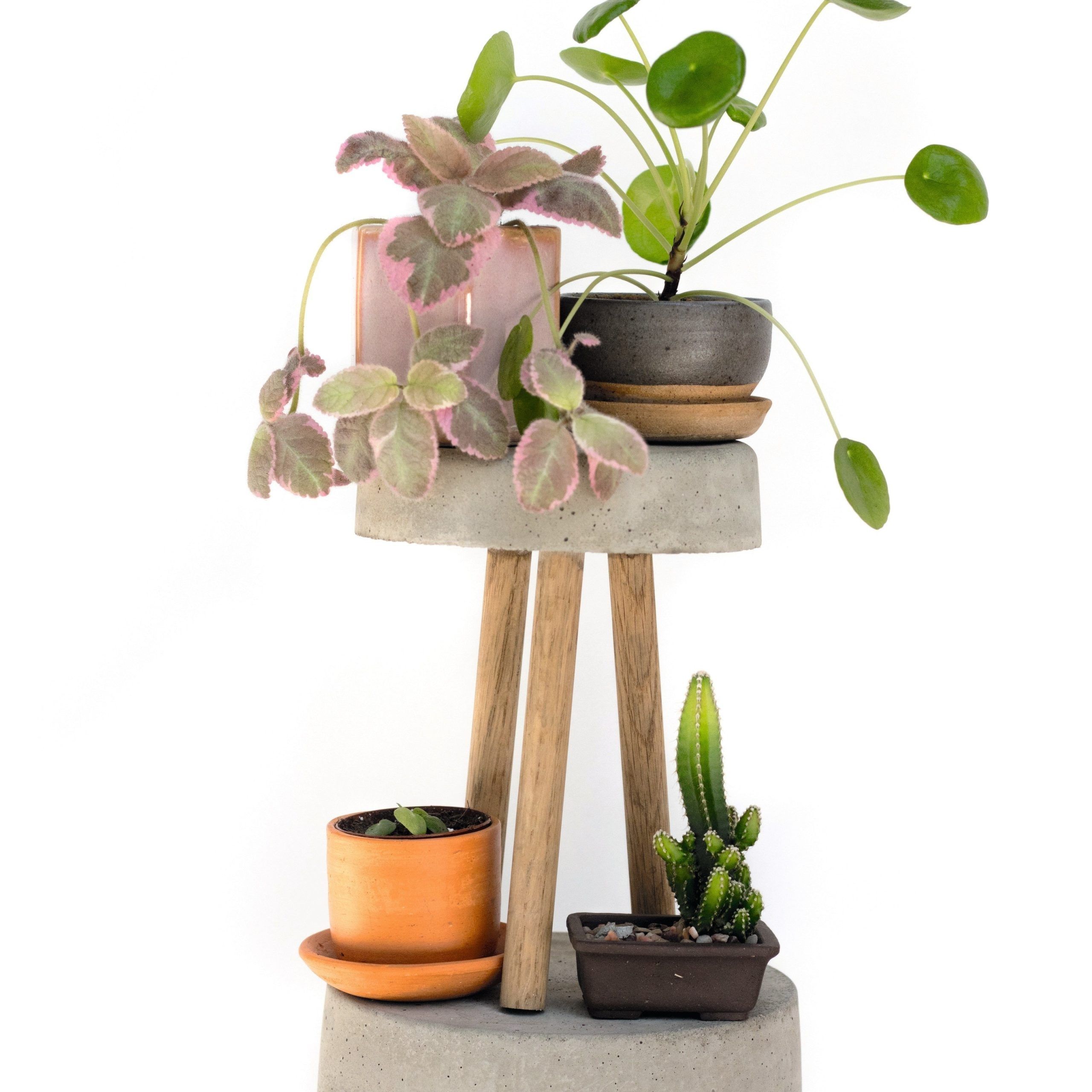 Fashionable Plant Stands · Extract From How To Raise A Plantmorgan Doane · How To  Make A Concrete Planter For Cement Plant Stands (View 10 of 15)