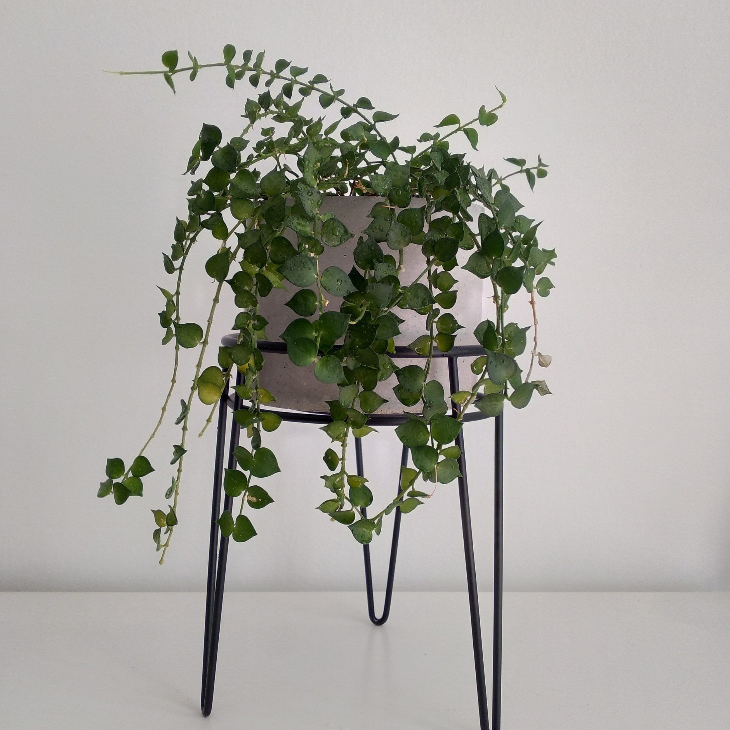 Gray Plant Stand – Etsy Regarding Best And Newest Ancient Grey Plant Stands (View 13 of 15)