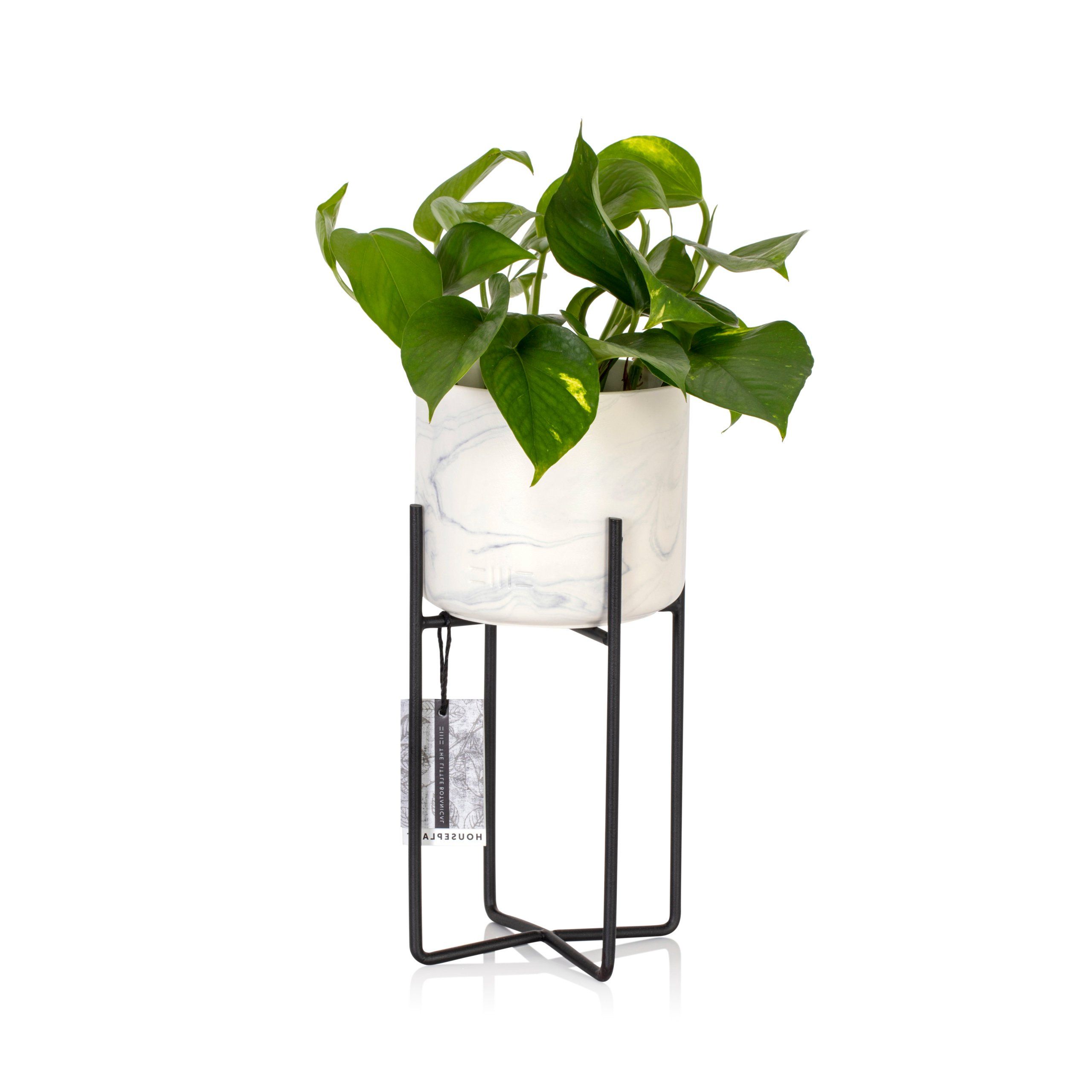 Houseplants Online With Fashionable Ivory Plant Stands (View 13 of 15)