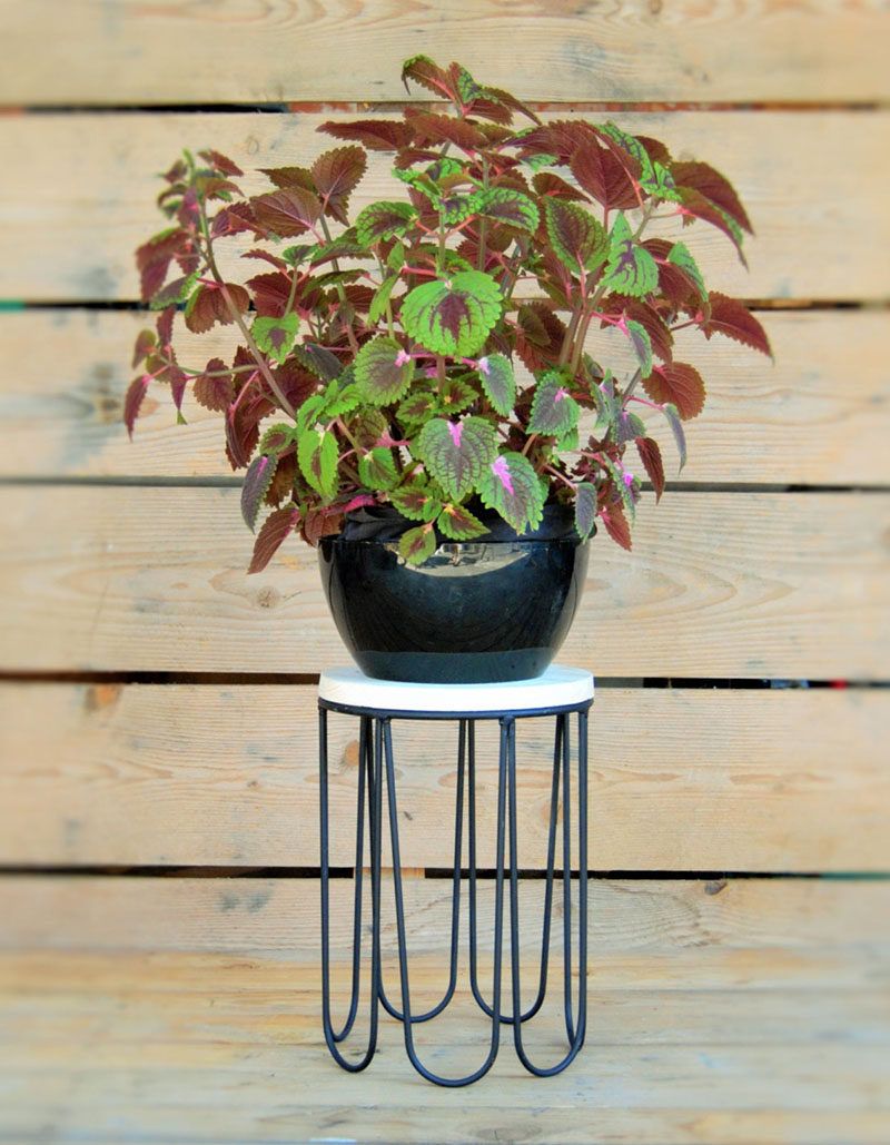 Iron Base Plant Stands Throughout Well Known These 13 Modern Plant Stands Put Your Favorite Plants On Display (View 14 of 15)