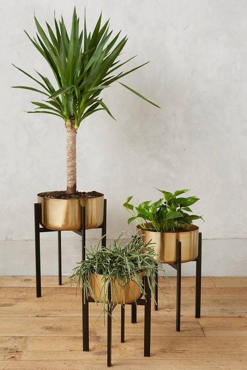 Most Recently Released Rossum Brass Metallic Plant Stands Regarding Brass Plant Stands (View 3 of 15)