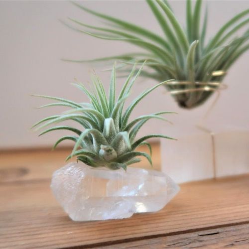 Preferred Clear Quartz Dream Manifestation Crystal And Live – Etsy For Crystal Clear Plant Stands (View 13 of 15)