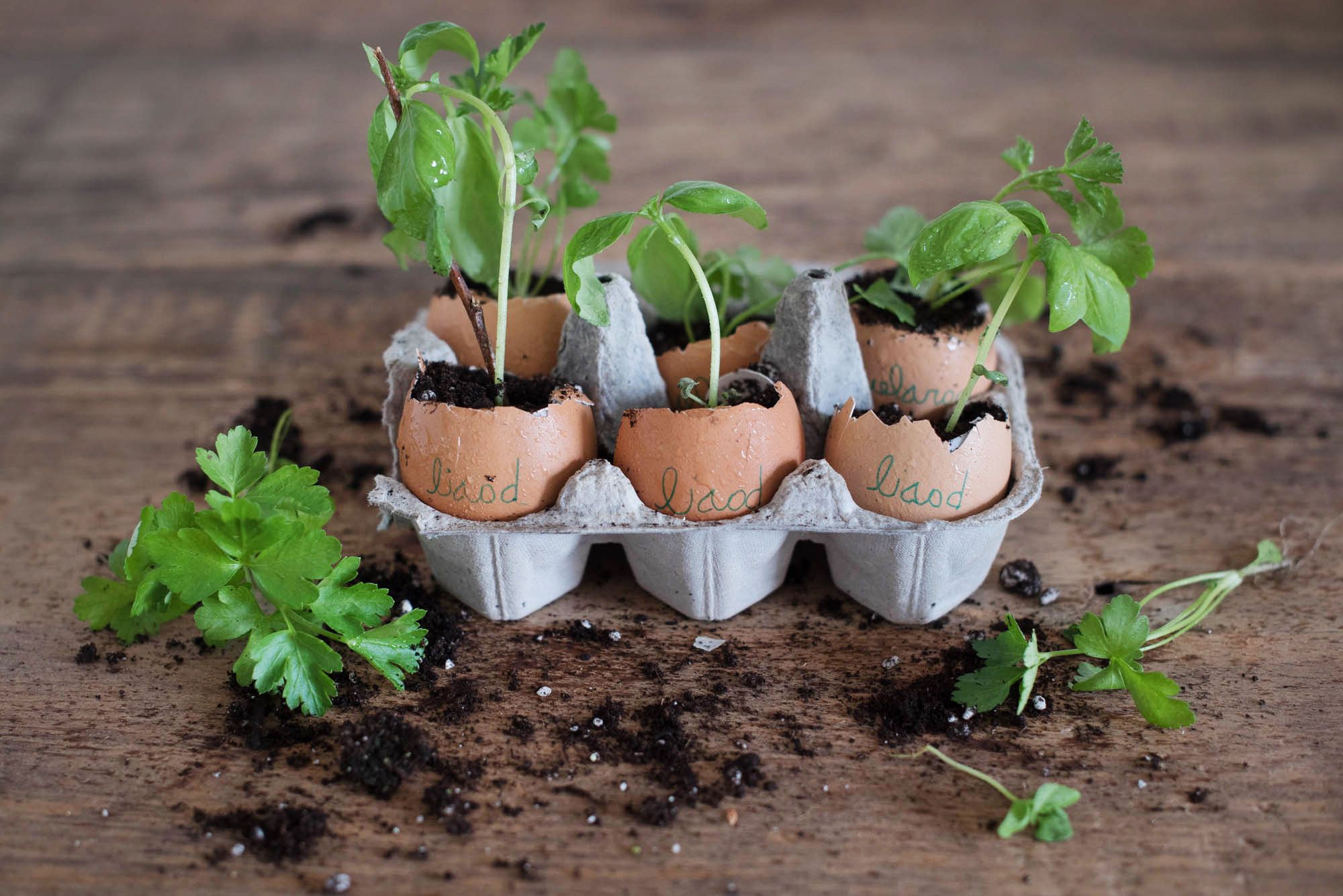 We Tried This: Egg Shell Planters – Garden Collage Magazine In Most Recent Eggshell Plant Stands (View 10 of 15)