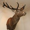 Stag Head Wall Art (Photo 5 of 15)