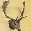 Stags Head Wall Art (Photo 14 of 15)