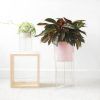 Acrylic Plant Stands (Photo 2 of 15)
