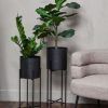 Black Plant Stands (Photo 4 of 15)