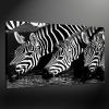 Zebra Canvas Wall Art (Photo 1 of 15)