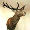 Stags Head Wall Art (Photo 5 of 15)