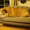Dog Chaise Lounges (Photo 8 of 15)