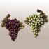 15 Collection of Grapes Wall Art