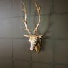Stags Head Wall Art (Photo 13 of 15)