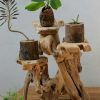 Rustic Plant Stands (Photo 10 of 15)