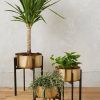 Brass Plant Stands (Photo 3 of 15)
