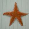 Starfish Wall Art (Photo 11 of 15)