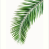 Palm Leaf Wall Art (Photo 8 of 15)