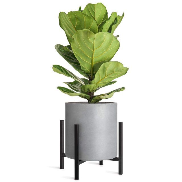 15 Photos 14-inch Plant Stands